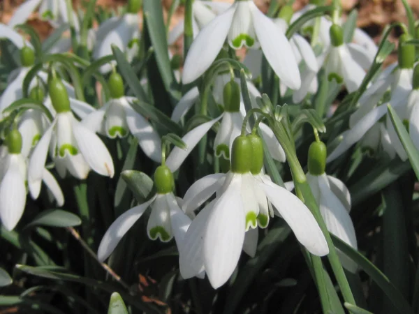 snowdrops.jpg