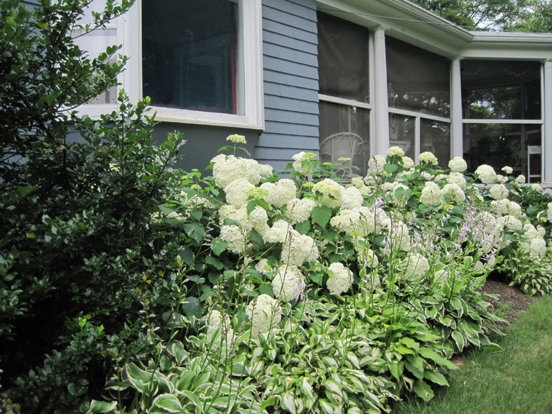 Image of Hydrangea arborescens (Smooth Hydrangea) companion plant for Japanese holly