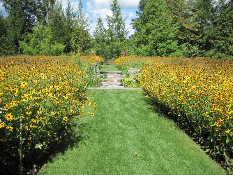 A huge circle of rudbeckia bisected by a decorative pool