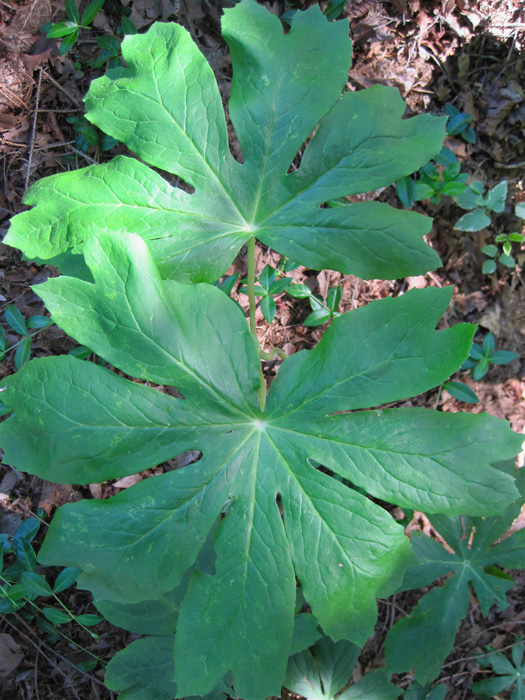 mayapple leaves.jpg