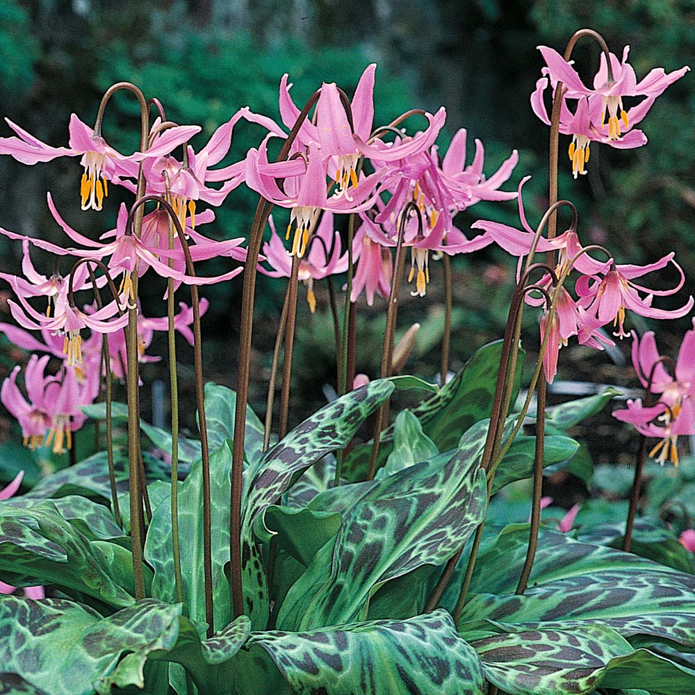 Erythronium What s in a Name Enchanted Gardens