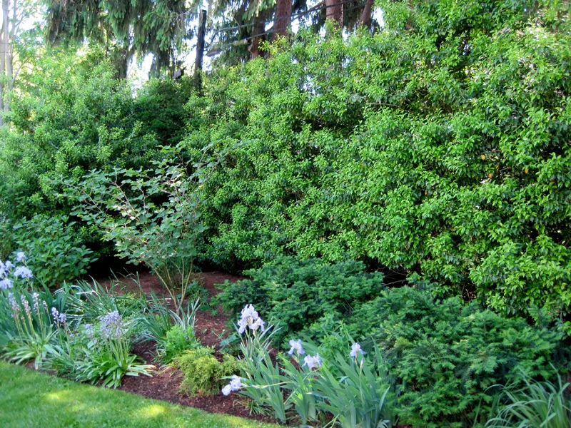 The Longstalk Holly To Grow It Is to Love It — Enchanted Gardens