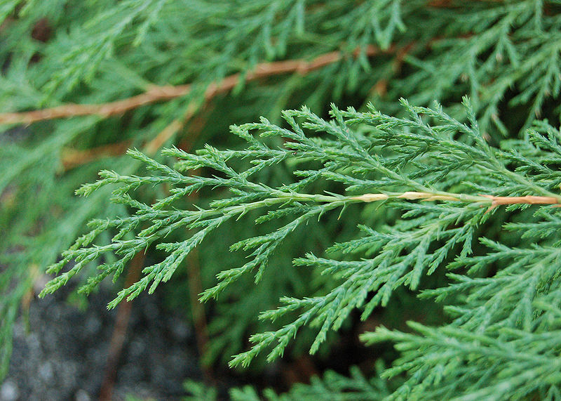 Siberian Cypress: A Feathery Carpet for the Winter Garden — Enchanted  Gardens