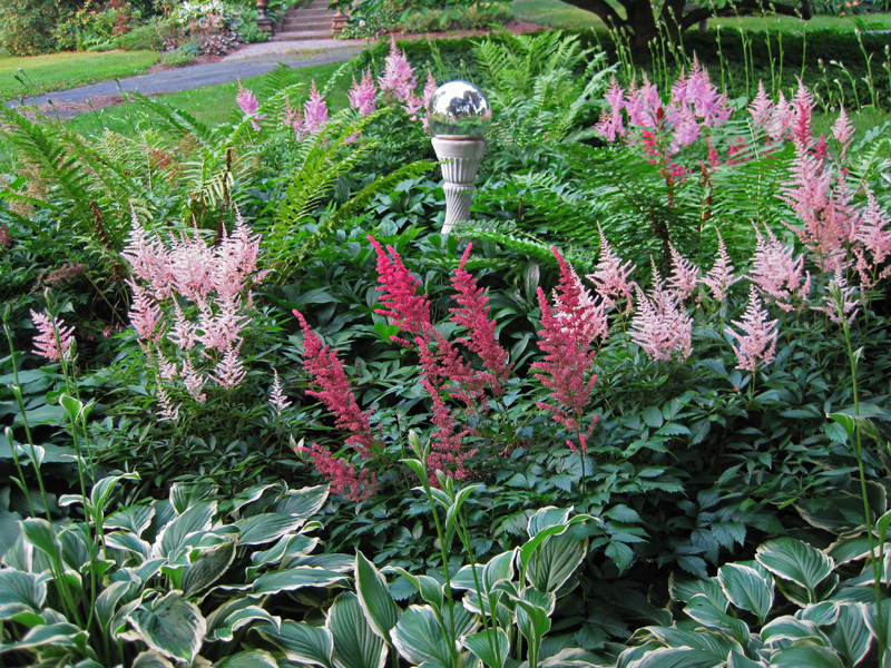 Image of Astilbes and bleeding hearts in garden