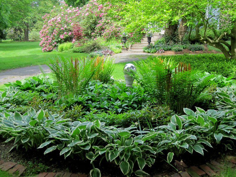 Hosta foliage unfurls in May