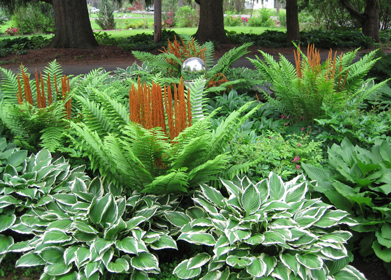 Cinnamon fronds and bleeding hearts steal the show in June
