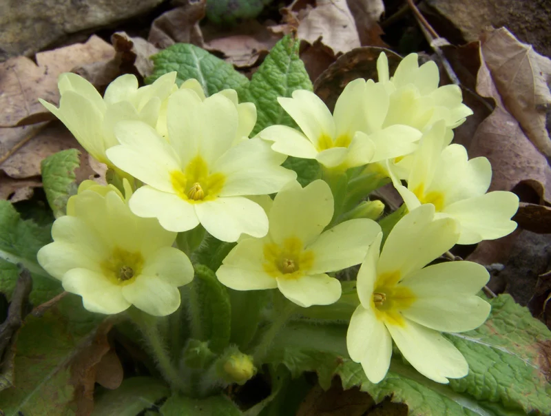 primula vulgaris
