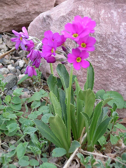 primula rusbyi