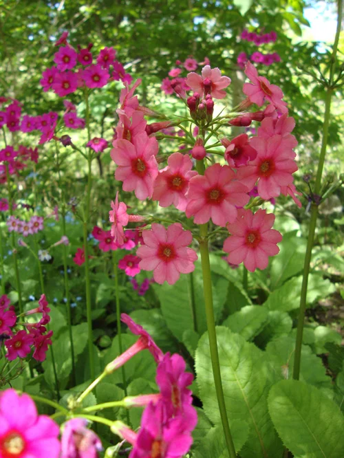 Candelabra primrose
