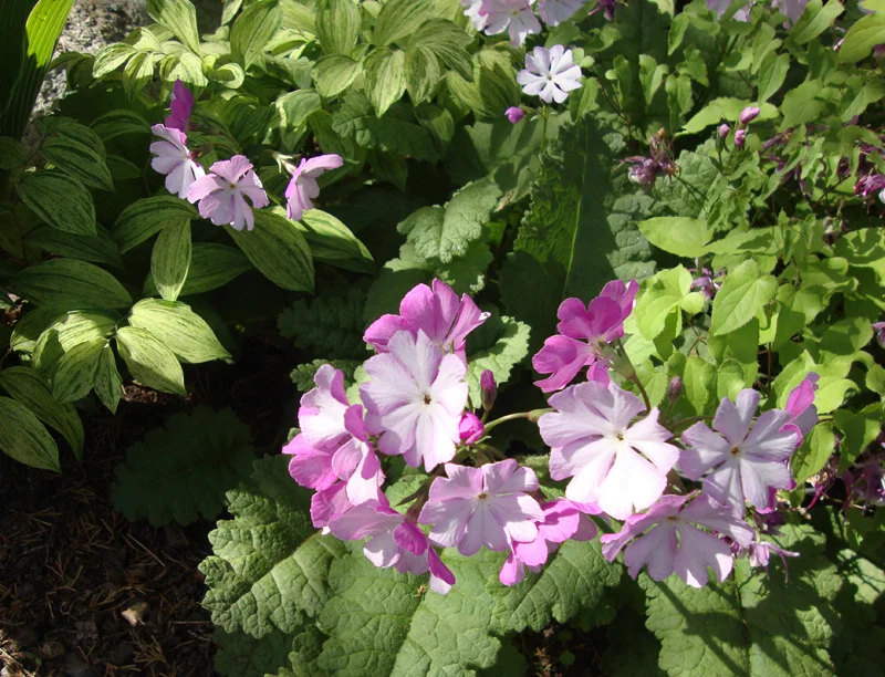 Primula seiboldii