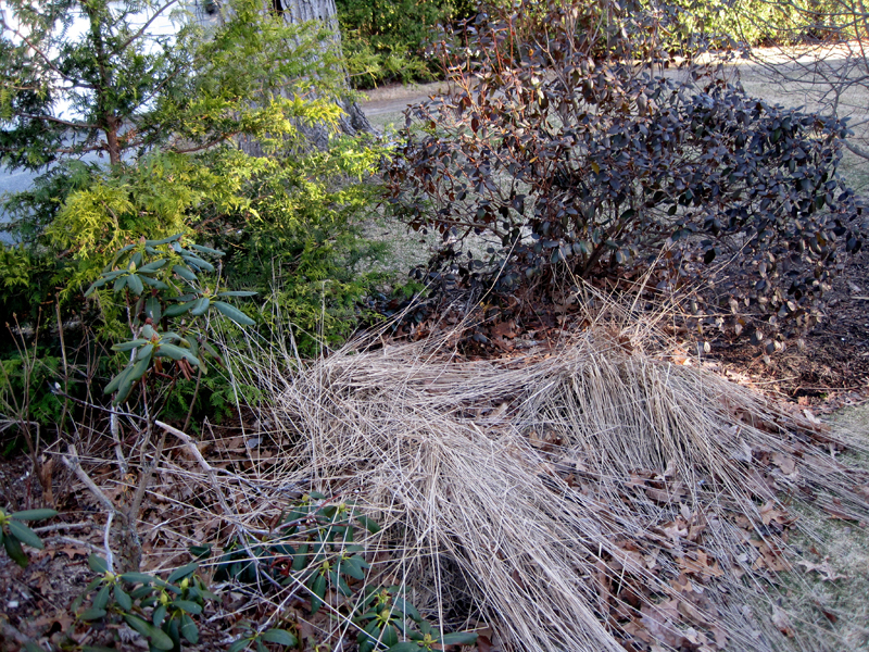 cut down ornamental grasses