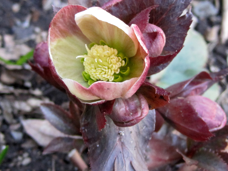 remove last year's hellebore foliage so that you can appreciate the new flowers