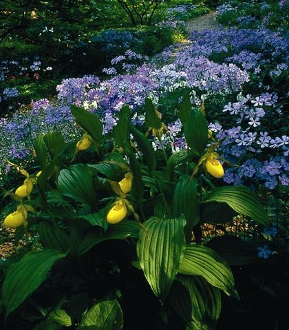 New England Wildflower society