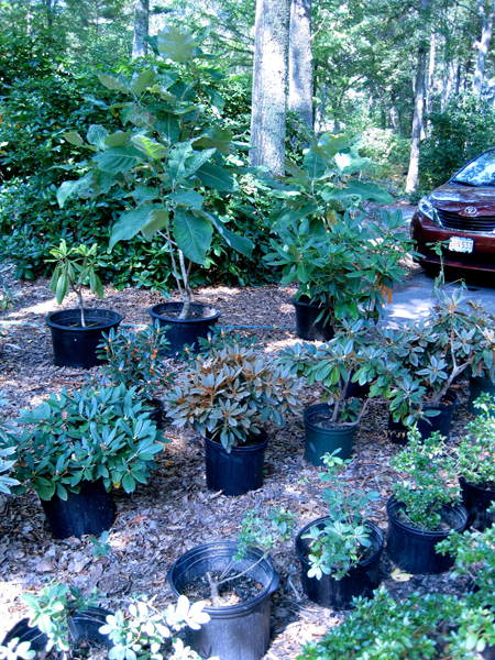 Boulderwoods Nursery