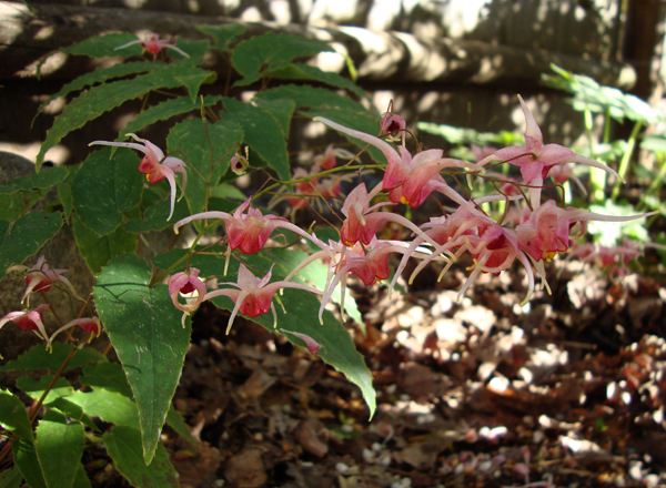Garden Vision Epimediums