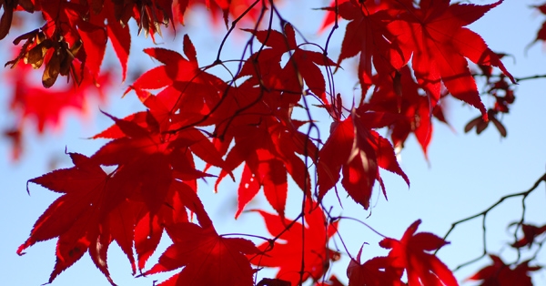 katsura gardens
