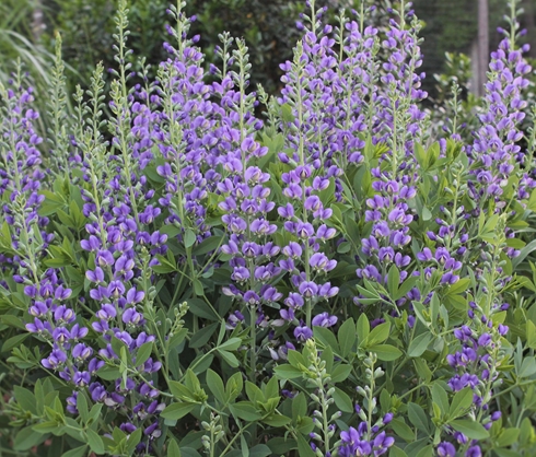 baptisia