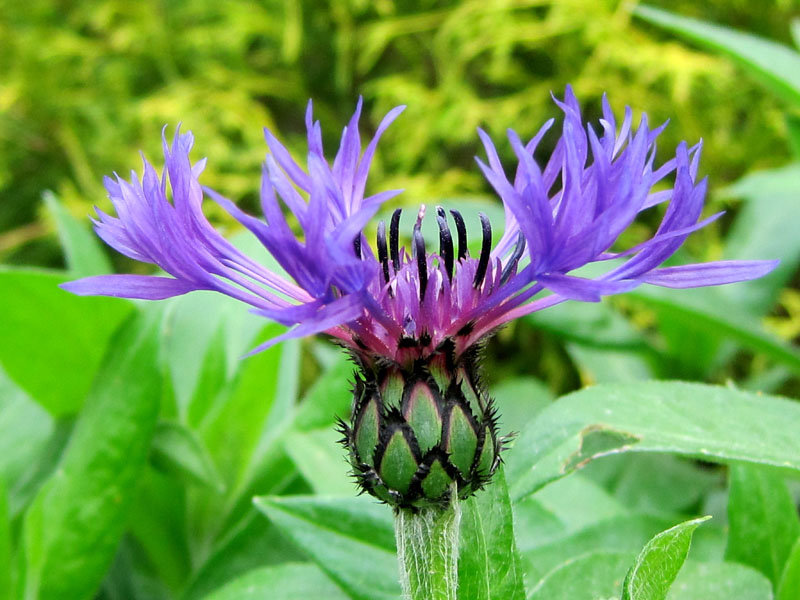 Blue 2024 perennial flowers