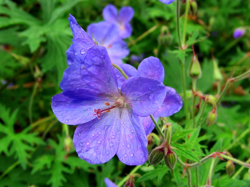 geranium 'johnson's blue'