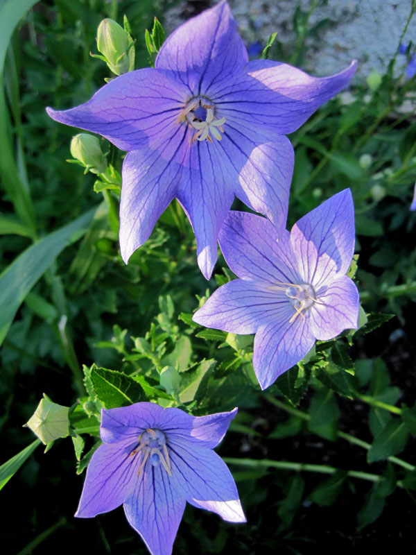 25 Breathtaking Blue Flowers For Your Garden, 40% OFF