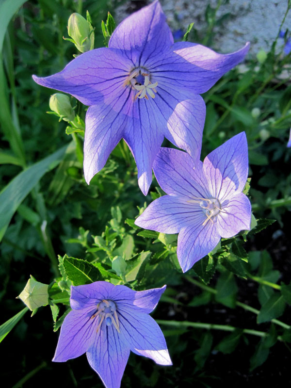 Platycodon 'fuji blue'