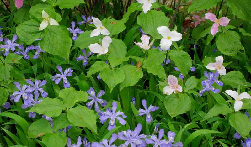iris cristata