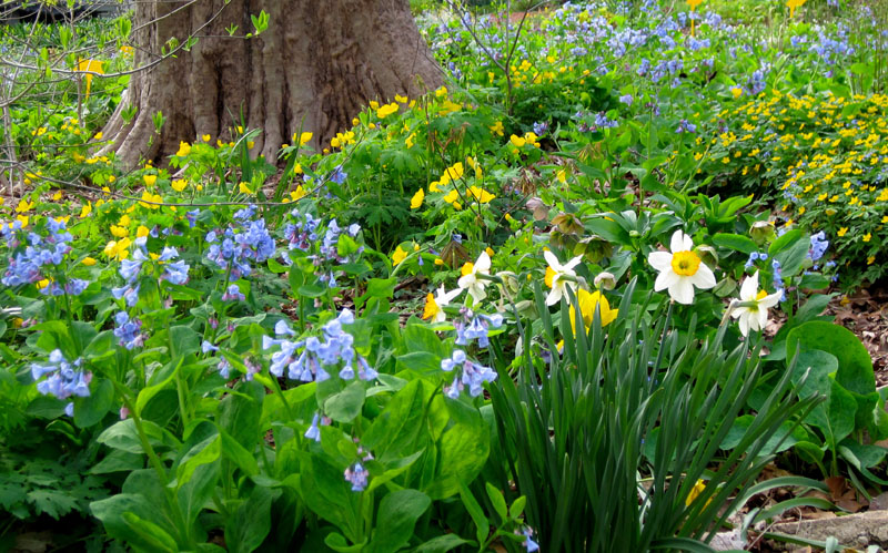 I D Rather Be Blue 10 Blue Perennials For Your Garden Enchanted Gardens