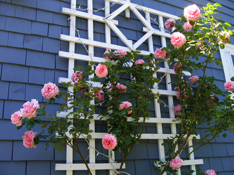 Aloha Rose was one of the roses that I brought from my city apartment, and it blooms to this day on my trellis.
