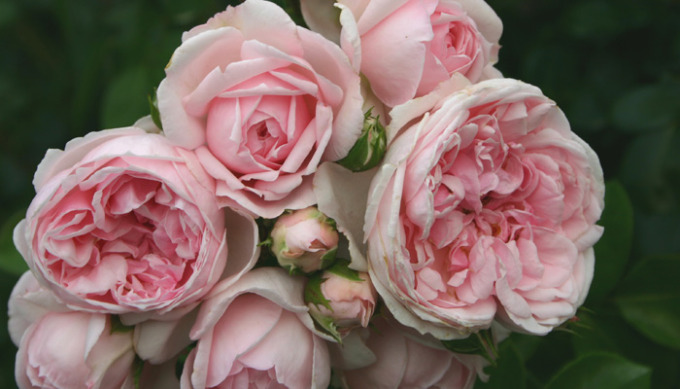 Cinderella Rose, photo courtesy of palatine roses