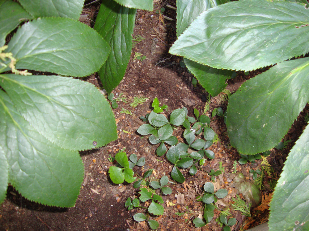 Seedlings with fully formed leaves at the base of the mother plants.