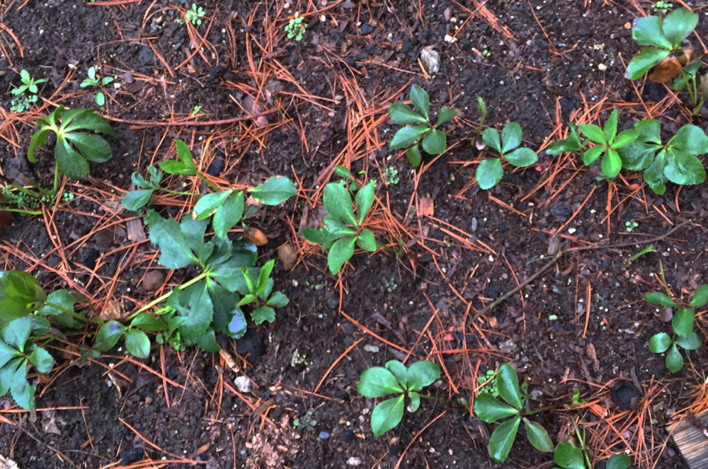 Two-year old seedlings in the nursery bed where they enjoy beautiful soil and no competition from other plants.