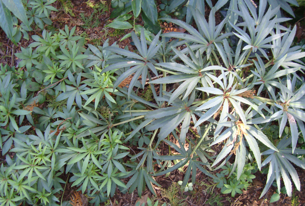 Hellebore foetidus seedlings
