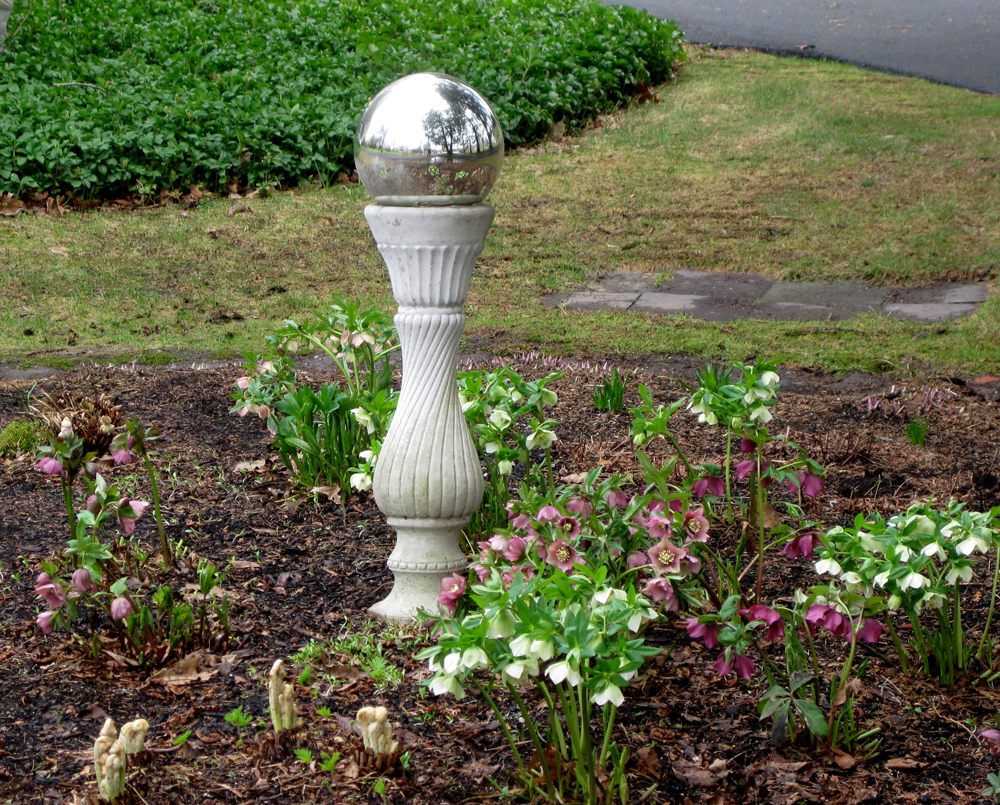 One of my hellebore gardens with divisions from my own plants.