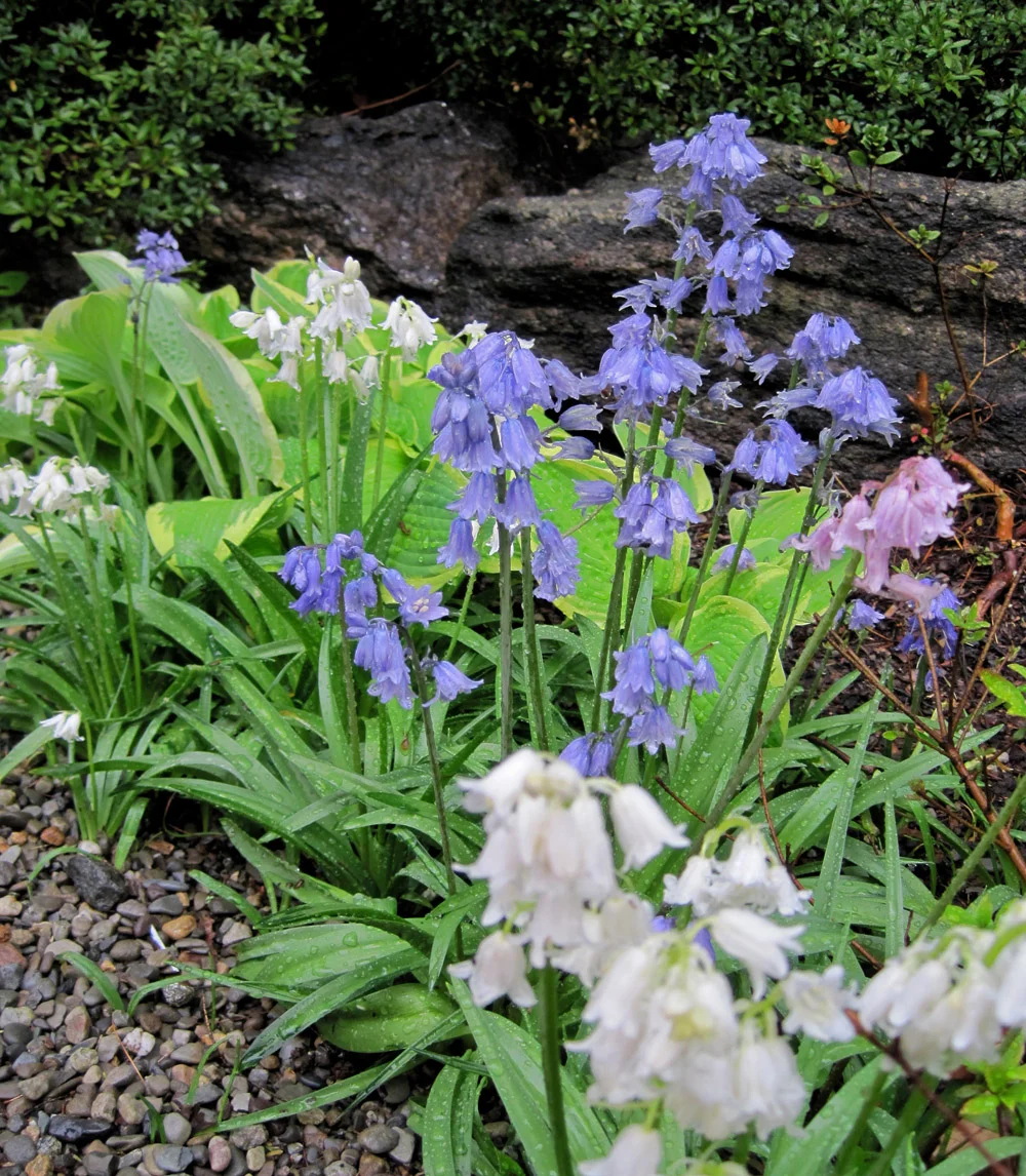 Spanish Bluebells Spring — Enchanted Gardens