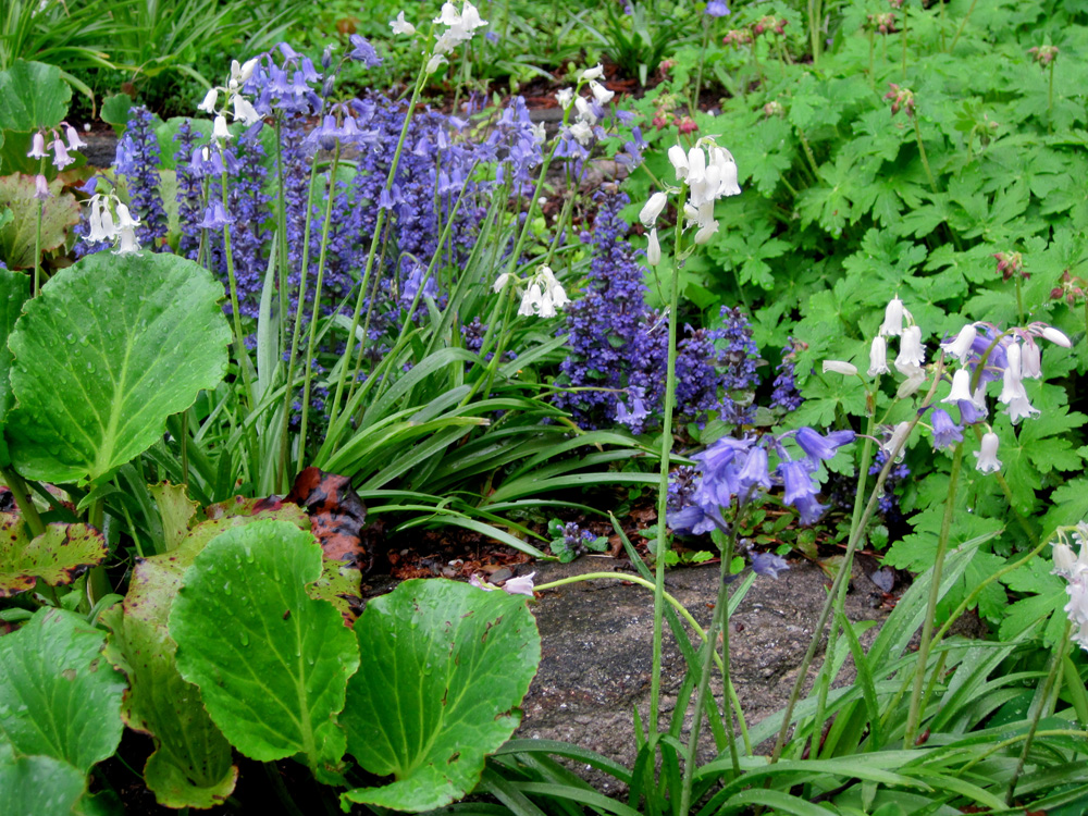 White Spanish Bluebells with Bergenia, Ajuga, and Geranium macrorhizum