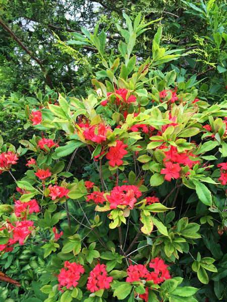 The native deciduous azalea prunifolium, started from a rooted cutting, is now a sturdy 3 foot tall shrub.