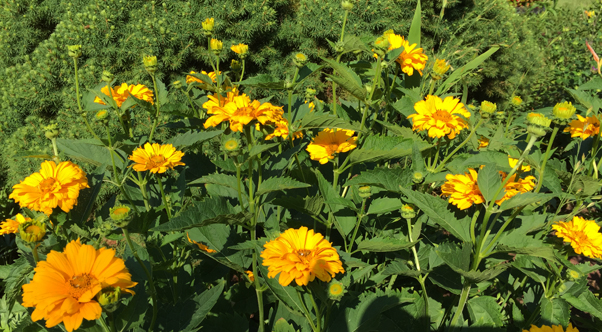 This unknown variety of helenium received from a friend has been cheering up the perennial bed for 15 years.