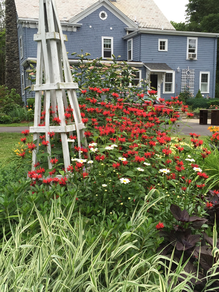Beebalm, shasta daisies and a variegated grass engulf the obelisk.