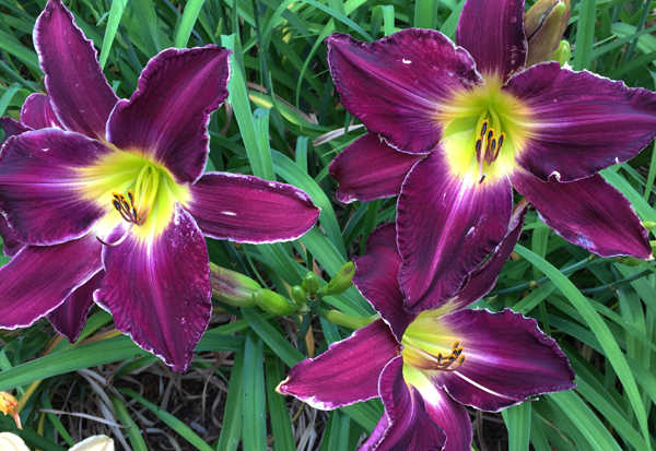 A progression of blooms in the daylily border delights me with new flowers every day.