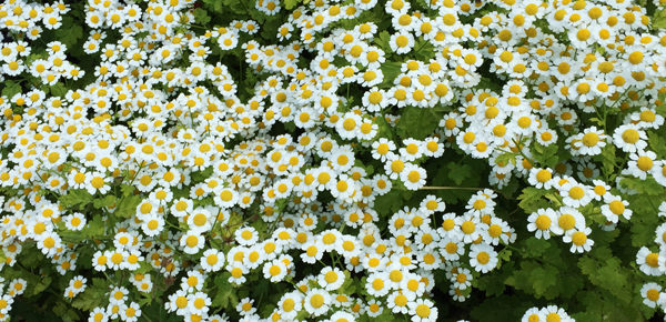 A chartreuse form of feverfew has self-seeded throughout the garden, and its miniature flowers bloom for weeks.