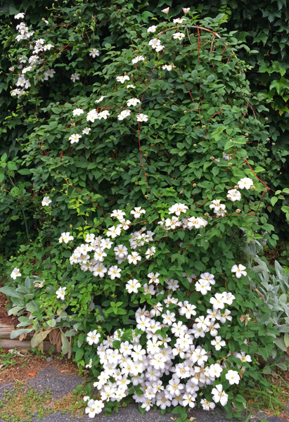 Clematis Huldine has outgrown its trellis and is spreading on the ground and scrambling up the wall of the garage.
