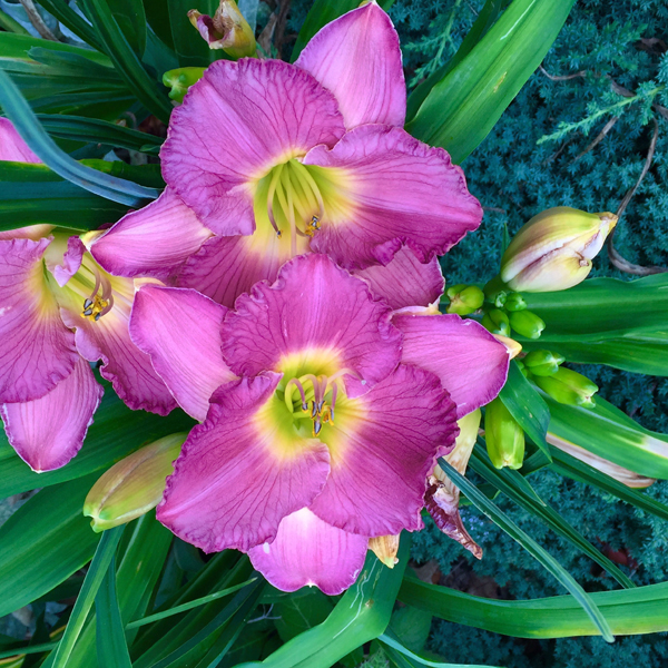 A beautiful rose daylily is complemented by 'Blue Star' Juniper below.