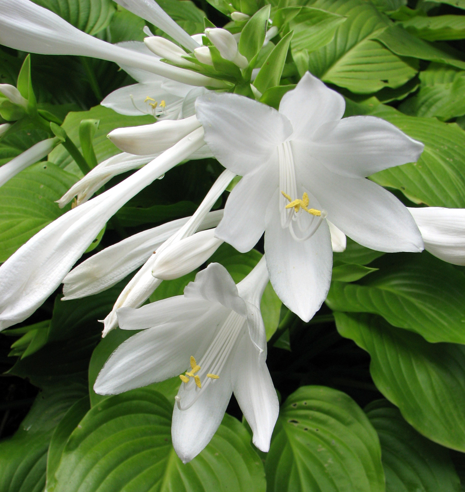 Image of Hosta long blooming white perennial