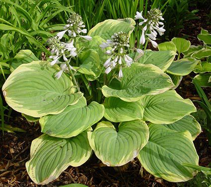 Hosta 'Fragrant Bouquet'