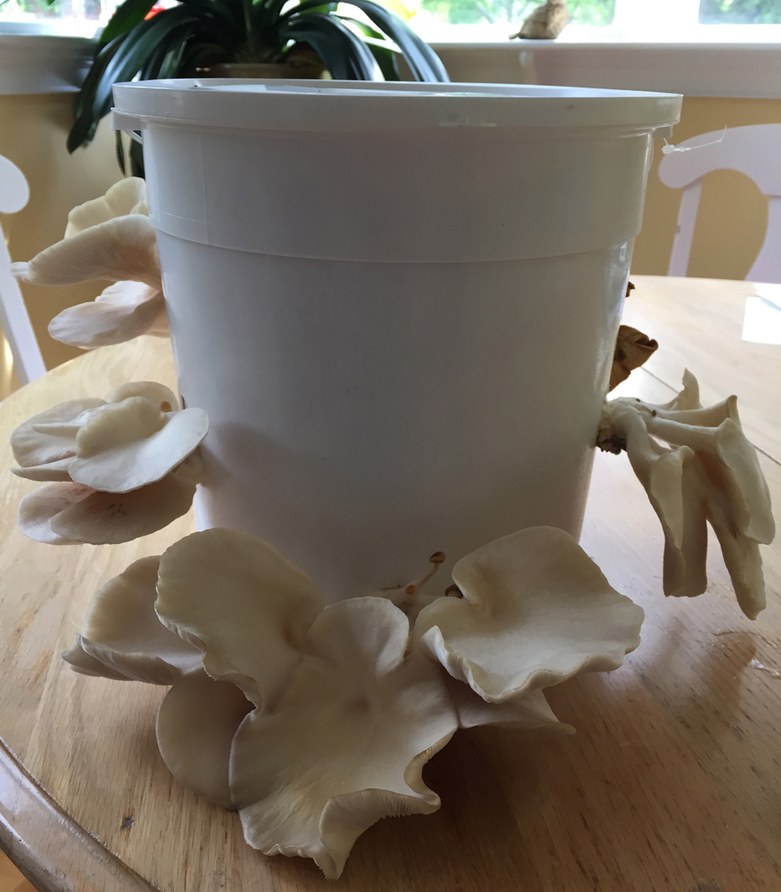 Third fruiting