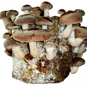 Tabletop mushroom kit