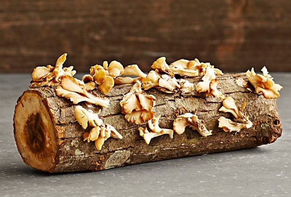 Mushroom Log from William-Sonoma