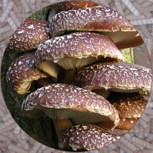 Shiitake-Plugs.jpg