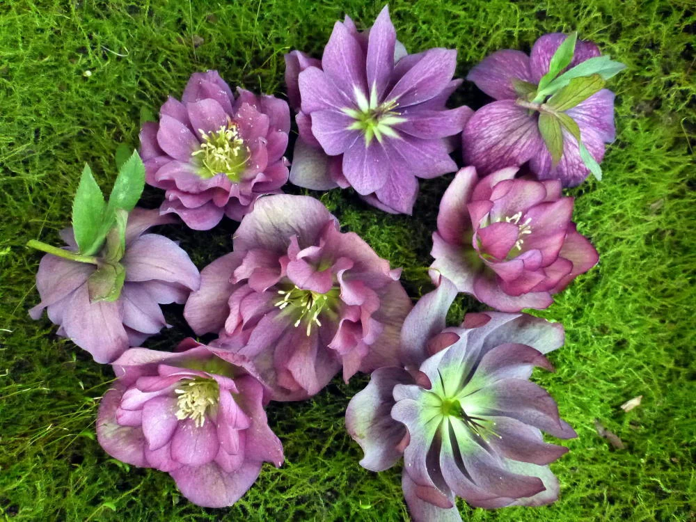 Largest Mail Order Plant Nursery