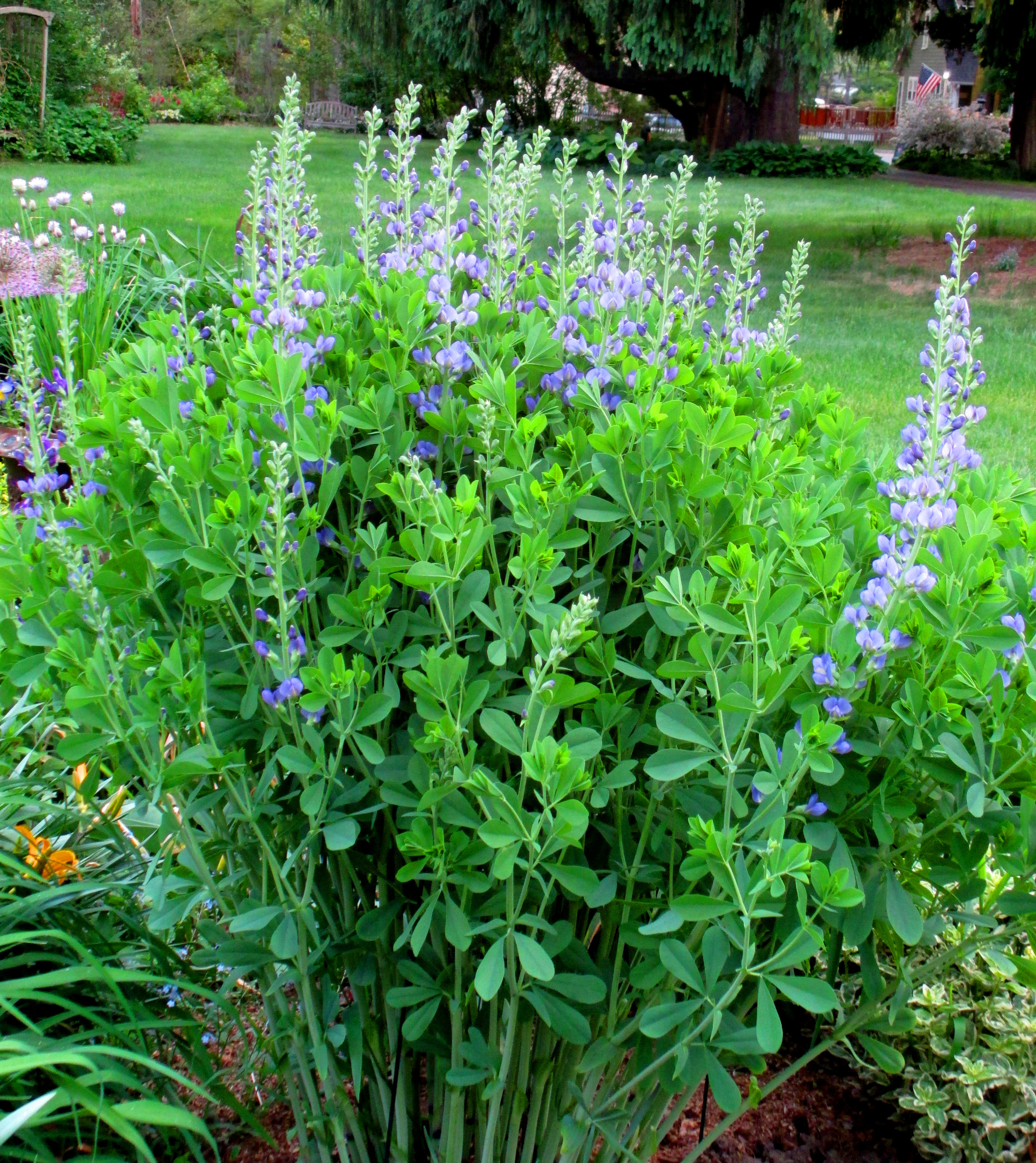 Silver Sage Lily of the Valley, Essential Oil - Azure Standard